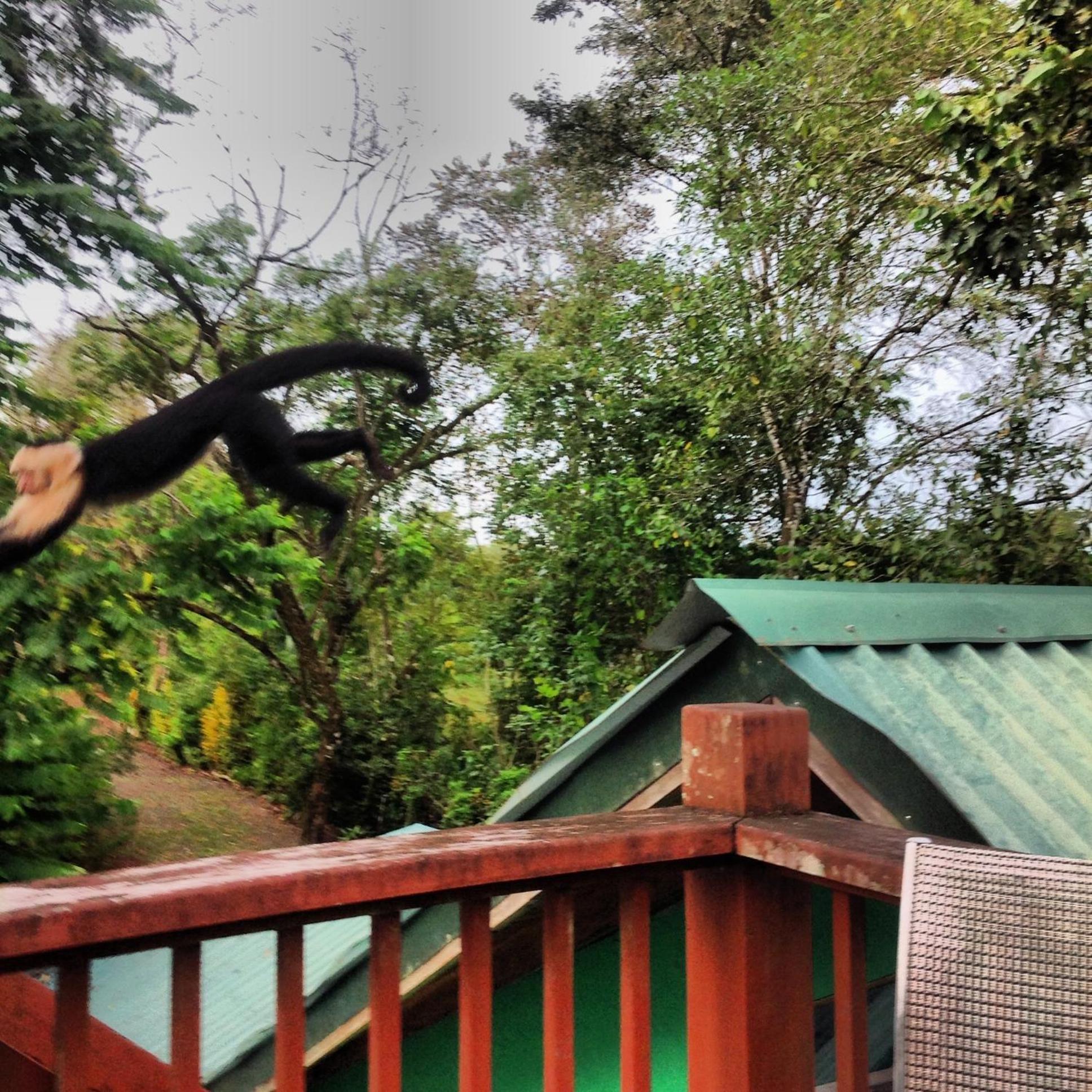 Chosa Manglar Nature Hotel Puerto Jiménez Exterior foto